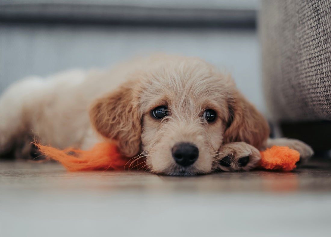 How to Read a Pet Food Label: A Retailer's Quick Guide